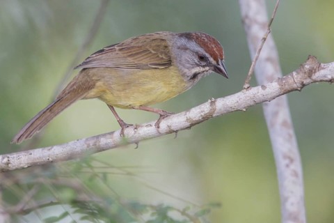 Zapata Sparrow (Torreornis inexpectata) perched on a branch in Cuba
