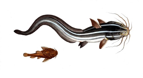 Fish, Fish, top: Platystactus anguillaris, the eel-shaped flat-fish, the Flat-Eel. bottom:
