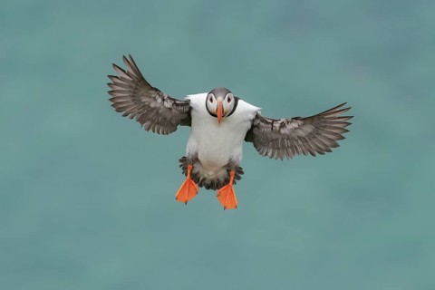 Atlantic Puffin (Fratercula arctica) flying, Iceland
