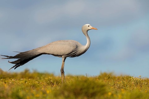 Paradise Crane, (Grus paradisea), (Anthropoides paradisea), Crane family, South Africa, Africa,
