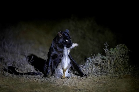 Leopard (Panthera pardus) black panther after successful hunt with freshly killed prey in the dark,