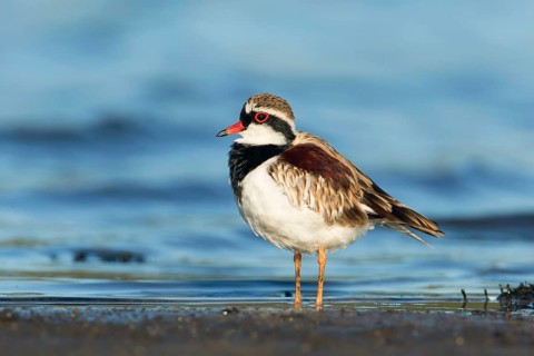Black-fronted Dotterel (Elseyornis melanops), Victoria, Australia