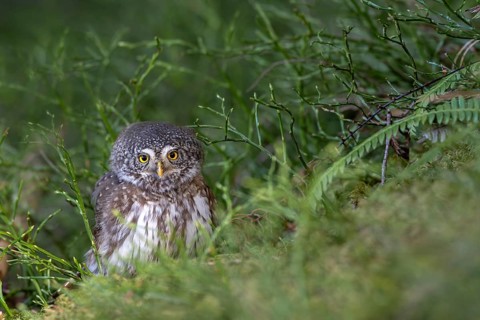 Pygmy Owl (Glaucicium passerinum), sitting on the ground, Pirchner Ast, Schwaz, Tyrol, Austria
