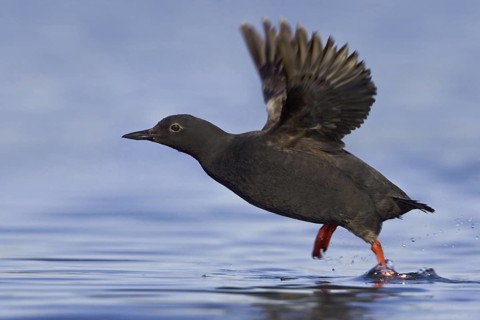 Pigeon Guillemot (Cepphus columba), British Columbia, Canada