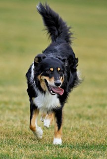 Mixed breed dog between Border Collie and Australian Shepherd jumps across meadow, Switzerland