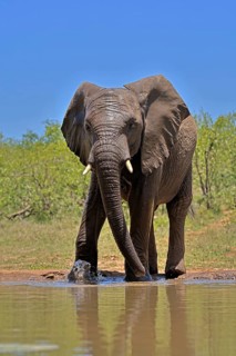 African elephant (Loxodonta africana), bull, male, at the water, Kruger National Park, Kruger