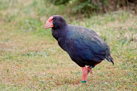 South Island Takahe (Porphyrio hochstetteri), New Zealand