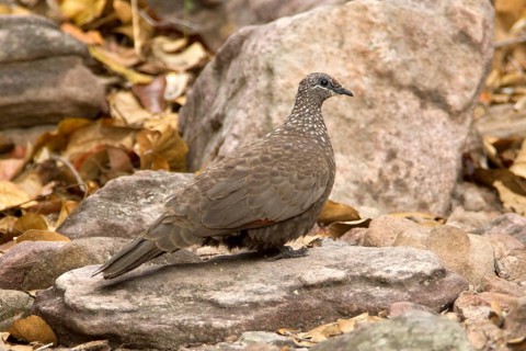 Chestnut-quilled Rock Pigeon (Petrophassa rufipennis), Northern Territory, Australia