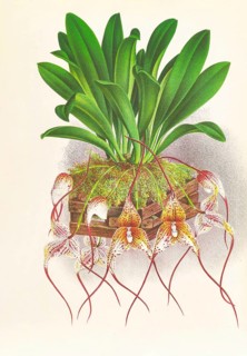 Orchid, Masdevallia Roezli, authentic reproduction of an illustration by Jean Jules Linden (1817 -