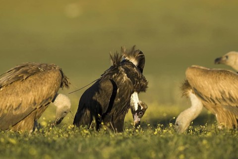Griffon Vulture & Cinereous Vulture (Gyps fulvus & Aegypius monachus), Castile-La Mancha, Spain