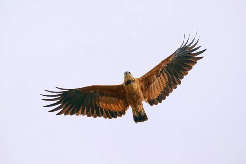 The bird of prey flies with outstretched wings in the blue sky, Fish Buzzard (Busarellus