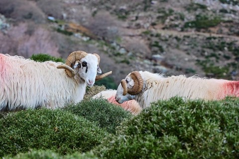 Two rams with horns standing between green bushes in a meadow, sheep (e) or goat (n), ovis, caprae,