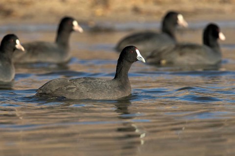 Red-knobbed Coot (Fulica cristata), Madrid, Spain