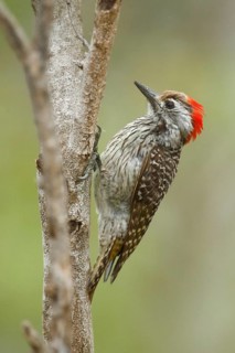 Golden-tailed Woodpecker (Campethera abingoni) female, Kruger National Park, South Africa