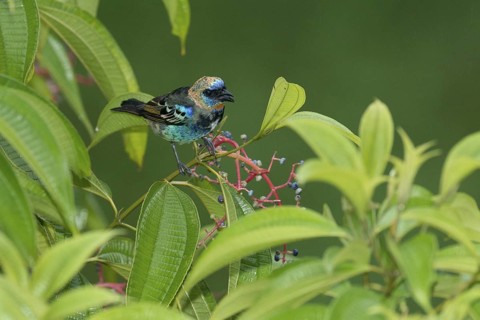 Golden-hooded Tanager (Tangara larvata), Costa Rica