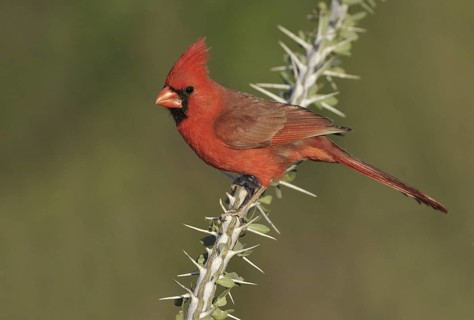 Northern Cardinal (Cardinalis cardinalis), Texas, USA