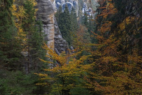 Autumnal forest at Adršpach-Teplice Rocks on a sunny day in autumn, Dolní Adršpach, 549 57