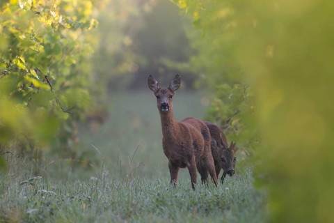 Roebuck with doe, Wittlich, Rhineland-Palatinate, Germany