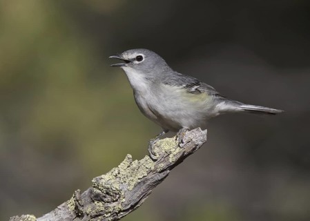 Plumbeous Vireo (Vireo plumbeus) singing, New Mexico, USA