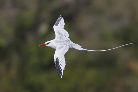Red-billed Tropicbird (Phaethon aethereus) flying, Trinidad and Tobago