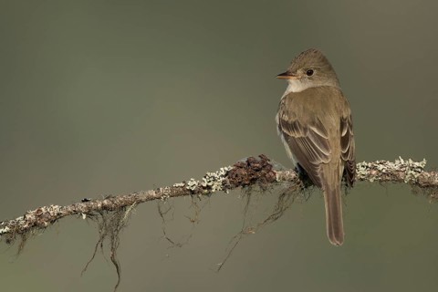 Willow Flycatcher (Empidonax traillii) perched on a branch, British Columbia, Canada