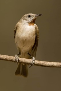 Rufous-throated Honeyeater (Conopophila rufogularis), Western Australia, Australia