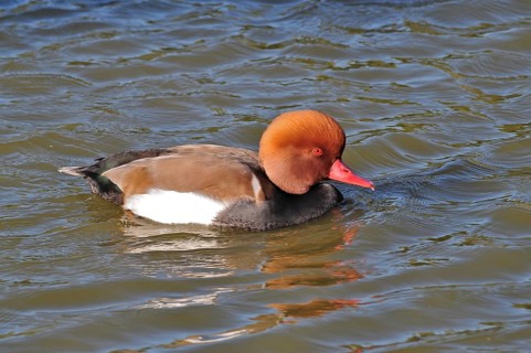 Red-crested pochard (Netta rufina)