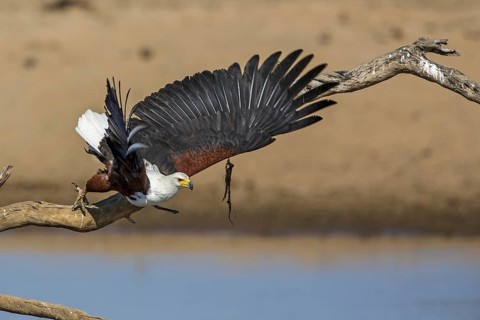Black eagle hunting, prey, fish, (Haliaeetus vocifer), Africa, Zambia