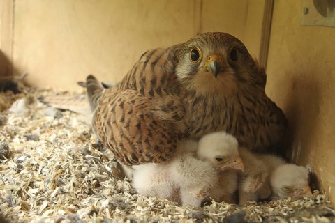 Common Kestrel (Falco tinnunculus) chick, Lower Saxony, Germany