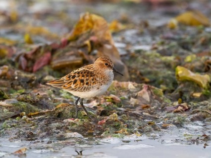 Little Stint (Calidris minuta), resting on the shoreline of the Arctic Ocean, May, Varanger Fjord,