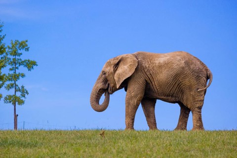 An adult female African elephant (Loxodonta africana) stands on a meadow with tall grass, eating it