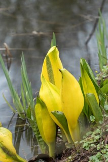 Yellow false calla (Lysichiton americanus), Ellerhoop Tree Park, Germany