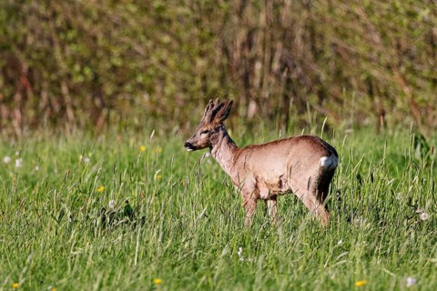 European roe deer (Capreolus capreolus), roebuck with bast horns standing on a meadow in the