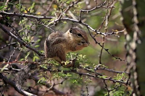 Antelope gopher, (Ammospermophilus harrisii), adult, on tree, foraging, Sonoran Desert, Arizona,