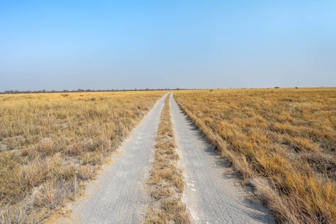 Road, track between yellow dry grass, Nxai Pan National Park, Botswana