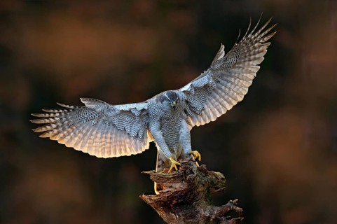Goshawk flying, bird of prey with open wings with evening sun back light, nature forest habitat,