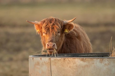 Highland cattle or cow (Bos taurus taurus) juvenile baby farm animal eating hay from a trough,