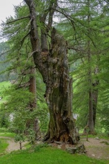 Primeval larch (Larix decidua), Ulten, South Tyrol, Italy