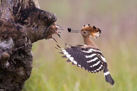 Eurasian Hoopoe (Upupa epops) feeding juveniles in nesting cavity, Subotica, Serbia