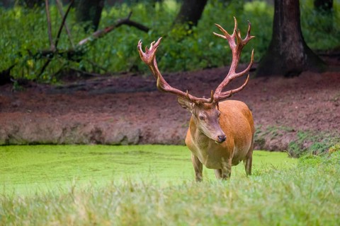 A red deer stag (Cervus elaphus) stands in a pond covered with duckweed