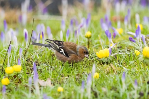A chaffinch (Fringilla coelebs) pecking in a meadow with blooming crocuses and yellow flowers,