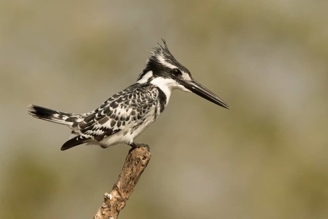 Pied Kingfisher (Ceryle rudis) male, Gambia
