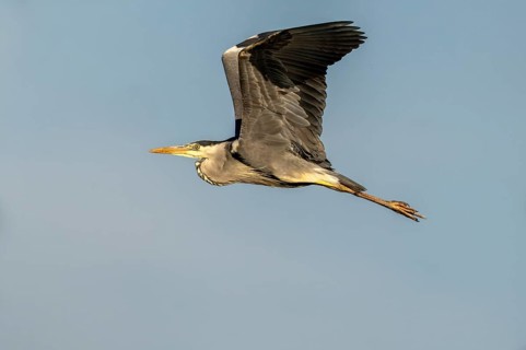 Grey heron (Ardea cinerea), in flight, Vulkaneifel, Rhineland-Palatinate, Germany