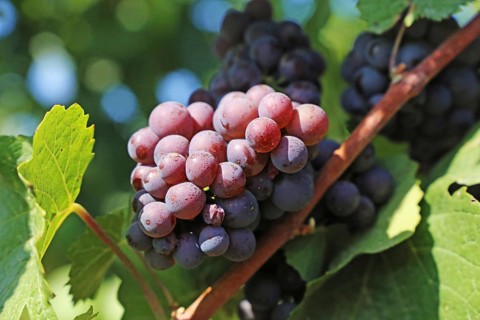 Close-up of blue grapes on vines in the Palatinate