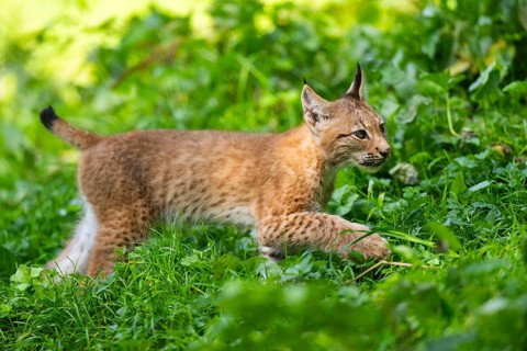 Eurasian lynx (Lynx lynx) youngster on a meadow, Bavaria, Germany
