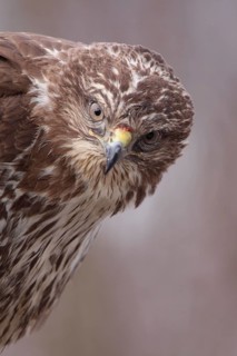 Common Buzzard (Buteo buteo), Lower Saxony, Germany