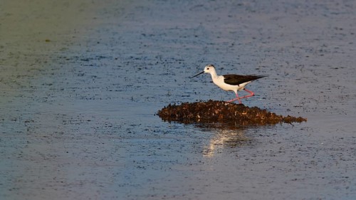 Stilt (Himantopus himantopus), A long-legged bird stands on a small island in the water, Gialova