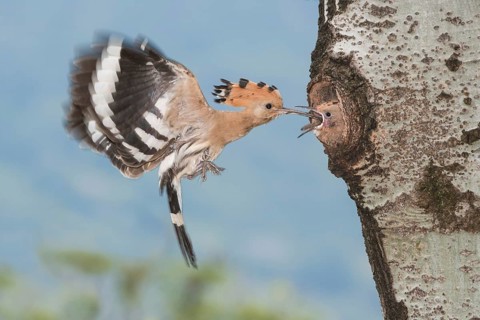 Eurasian Hoopoe (Upupa epops) feeding chick in nest hole, Aosta Valley, Italy