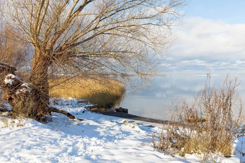 Shore in Hoben with reed belt, old willow (Salix) and snow on a calm winter day, Wismar Bay,