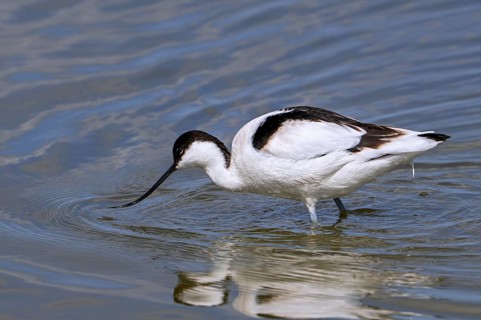 Pied avocet (Recurvirostra avosetta) feeding, foraging in shallow water of pond